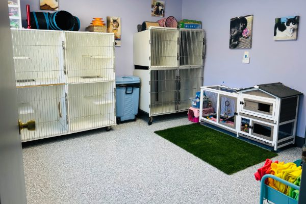 room with kennels and cat condos