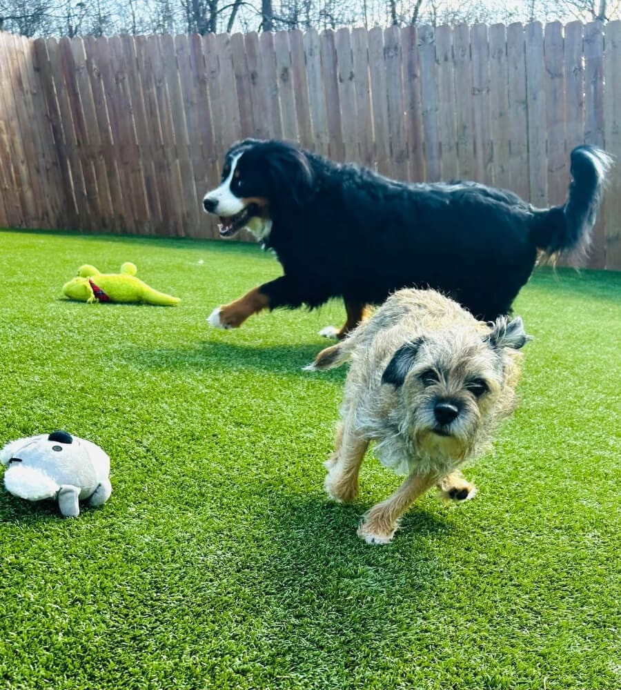 2 puppies running around the yard at puppy play school