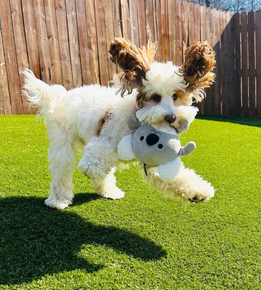 Puppy At Puppy School 2