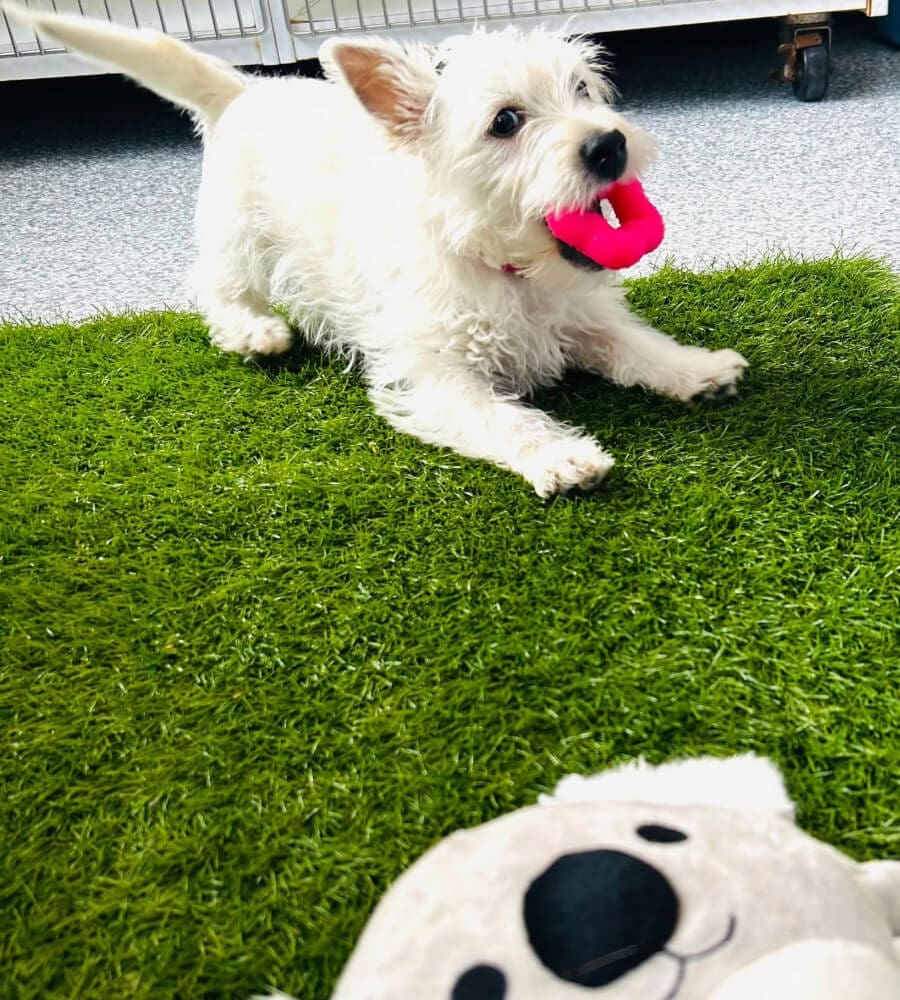 white puppy playing with red chew toy in mouth