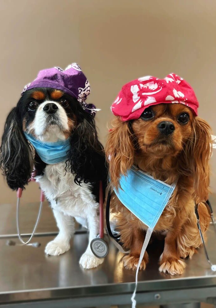 Cocker Spaniels Surgery 2 Cocker Spaniels wearing surgery gear
