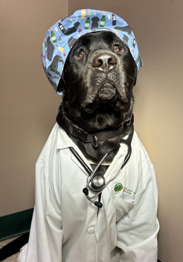 Dog Surgeon