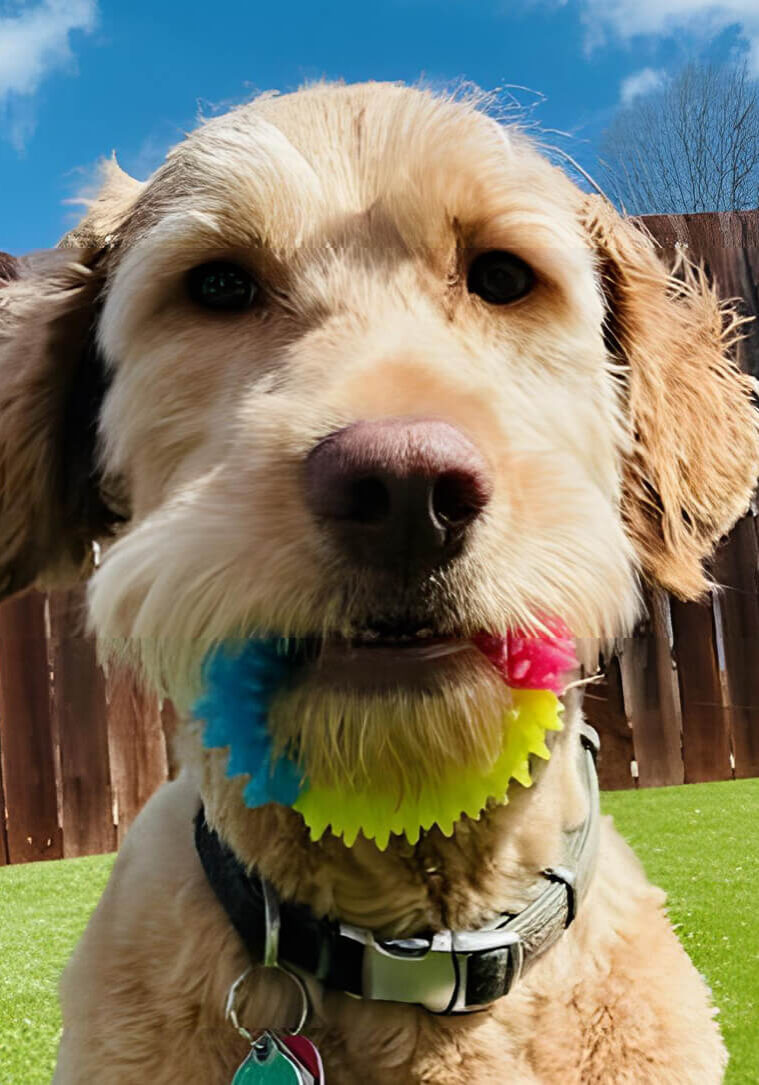 dog playing safely outside