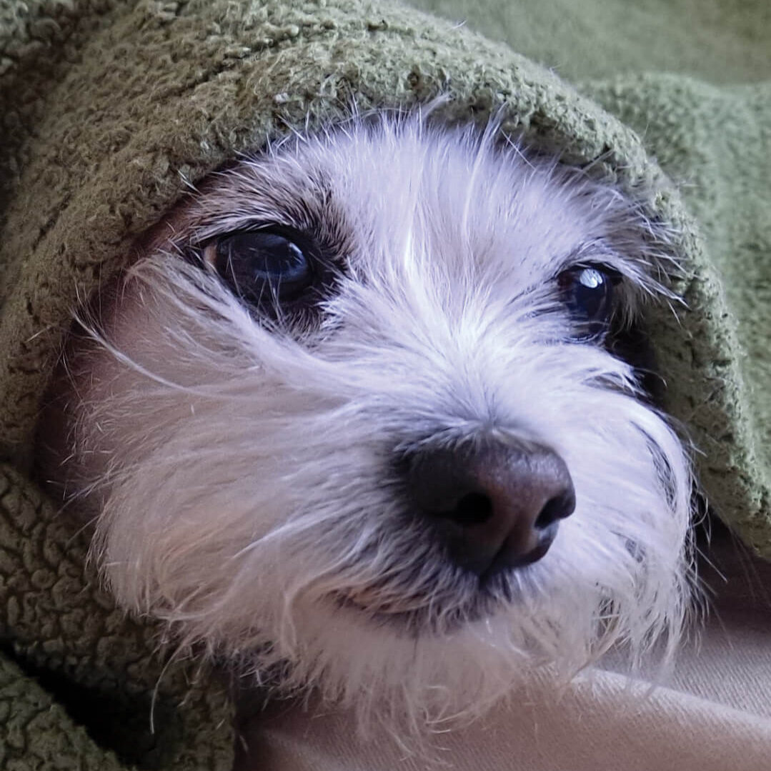 dog in green blanket
