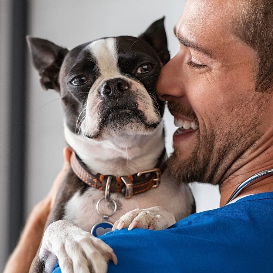 Male Veterinarian with blue scrubs holding a Boston Terrier