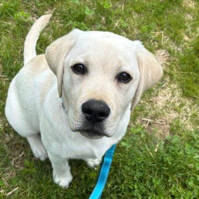 Yellow Labrador Retriever Puppy sitting in the grass looking up at the camera