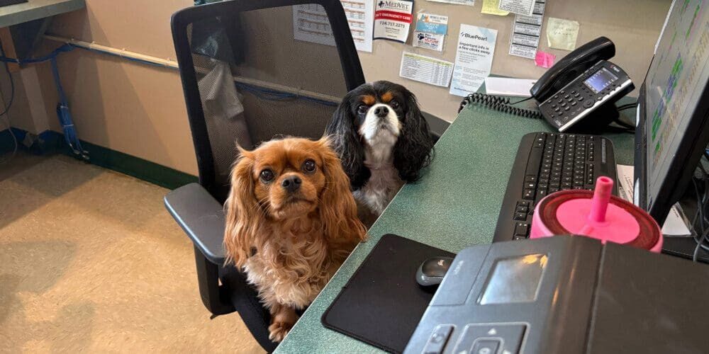 Cocker Spaniels 2 Cocker Spaniel dogs sitting on computer chair together