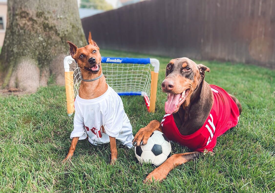 Dogs Playing Soccer