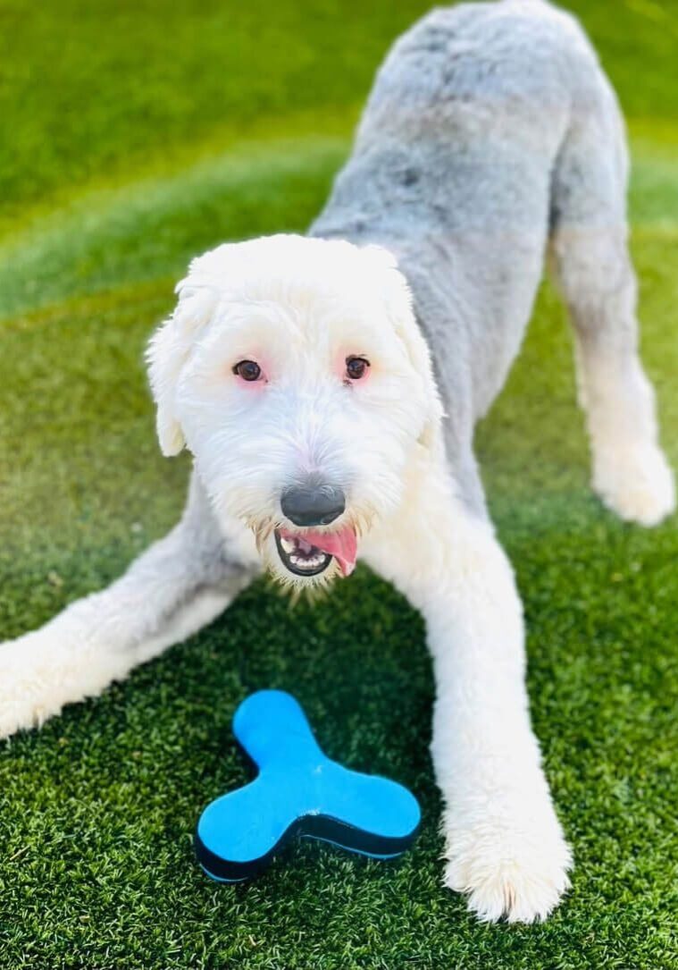 Puppy School Playtime poodle puppy playing with blue toy